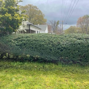 Bush Trimming by NKY Curb Appeal, Inc. reviewed on April 16, 2022
