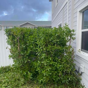 Bush Trimming by Greenview Lawn Solutions llc reviewed on June 24, 2025