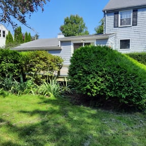 Bush Trimming by Green Earth Lawn and snow LLC reviewed on July 1, 2022