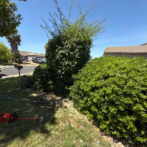 Bush Trimming by Tikitiki Garden Service reviewed on December 31, 2024