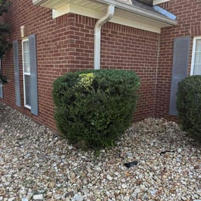 Bush Trimming by Cunningham's Lawn Care reviewed on August 24, 2020