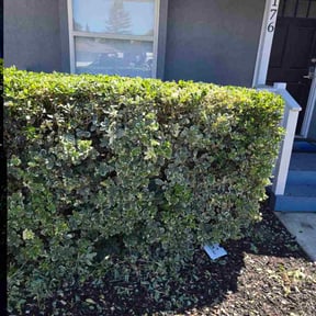 Bush Trimming by Alpineserv reviewed on August 10, 2024