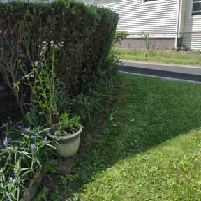 Bush Trimming by Pack Lawncare reviewed on July 27, 2022
