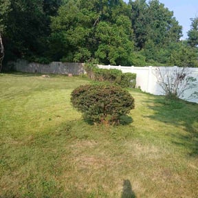 Bush Trimming by LSLTDallas/FortWorthTruGreen reviewed on June 23, 2025