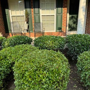 Bush Trimming by Transit LLC reviewed on July 3, 2022