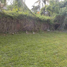 Bush Trimming by All Lawn Services reviewed on August 3, 2024