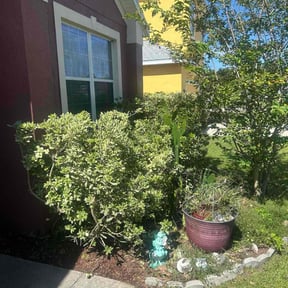 Bush Trimming by Ultimate Landscape Contractor reviewed on March 19, 2025