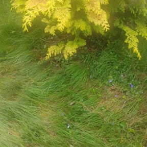 Leaf Removal by Let's go mow reviewed on July 15, 2022