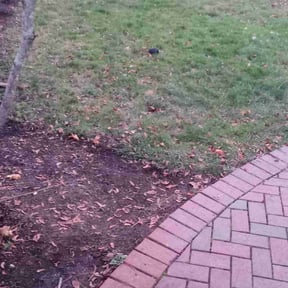 Leaf Removal by Chris Slone Lawn Love reviewed on May 16, 2022