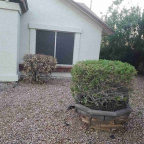 Bush Trimming by Back Street Properties, LLC reviewed on June 8, 2022