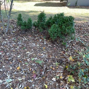 Bush Trimming by SGP Lawn Services reviewed on April 21, 2022