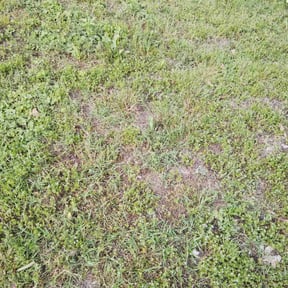 Cleanups by Reliable landscapingllc reviewed on May 3, 2022