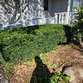 Bush Trimming by Livery Services LTD, llc reviewed on July 26, 2022