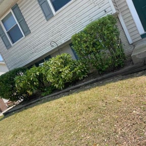 Bush Trimming by Pinedas lawn mowing pro reviewed on July 25, 2025