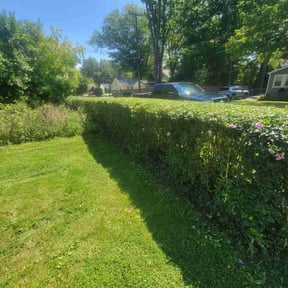 Bush Trimming by Tidewater Lawn Solutions, LLC reviewed on April 21, 2022