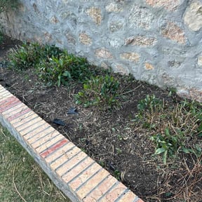 Bush Trimming by TruGreen LawnCare reviewed on September 13, 2024