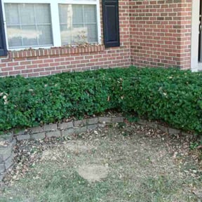 Bush Trimming by Focused Dreams Productions reviewed on June 26, 2022