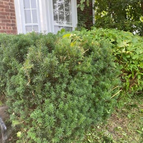 Bush Trimming by REAMSLAWNCARE LLC reviewed on July 9, 2022