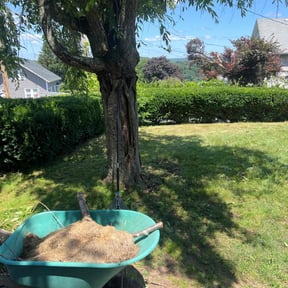 Bush Trimming by We get it lawn care  reviewed on June 26, 2022