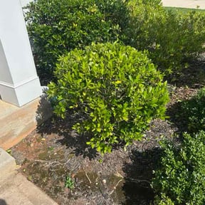 Bush Trimming by Norman Boys Lawn Care reviewed on October 4, 2022