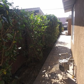 Bush Trimming by M&J LAWNSERVICE reviewed on October 4, 2021