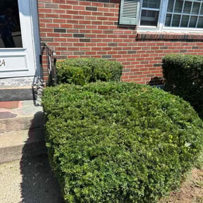 Bush Trimming by Ins and Outs LLC reviewed on May 14, 2022