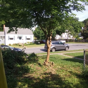 Bush Trimming by Lawnteck reviewed on July 22, 2022