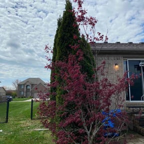 Bush Trimming by Thom's mowing and lawn care reviewed on June 21, 2022