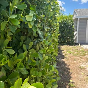 Bush Trimming by Mightyfine professional services reviewed on March 15, 2025