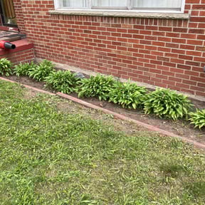 Leaf Removal by D1B PRODUCTIONS LLC reviewed on July 12, 2025