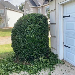 Bush Trimming by Conner Meadows reviewed on November 25, 2024