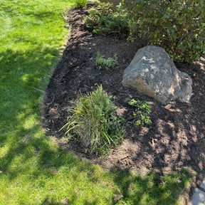 Flower Bed Weeding by Al Vazquez Landscape Maintenance LLC. reviewed on September 6, 2024