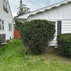 Bush Trimming by Rise Lawn Care reviewed on May 15, 2025