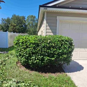Bush Trimming by HTS Landscapes reviewed on July 21, 2022