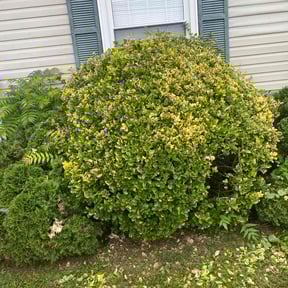 Bush Trimming by CMB Landscaping reviewed on April 18, 2025