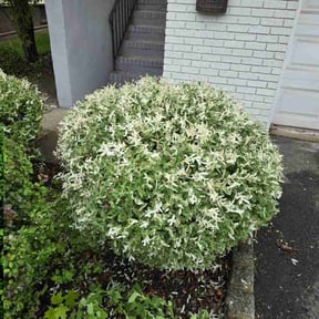 Bush Trimming by Anthony's Cleaning and Handyman services reviewed on May 24, 2022