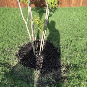 Mulching by Rearden Landscape and Maintenance reviewed on October 25, 2024
