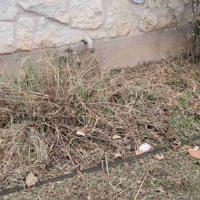 Bush Trimming by Zaedah LLC reviewed on July 30, 2025