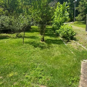 Bush Trimming by Flores Landscaping Services reviewed on July 13, 2025