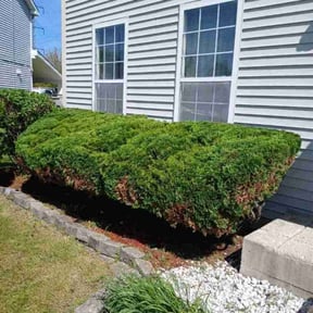 Bush Trimming by QuikkScap LawnCare reviewed on April 30, 2022