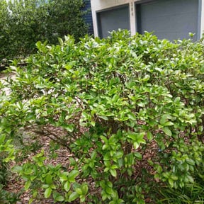 Bush Trimming by Steelrootsconstructionllc reviewed on May 31, 2025