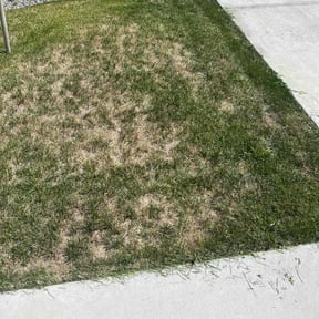 Cleanups by Cari lawn care reviewed on July 22, 2022