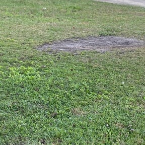 Cleanups by 101 Lawncare reviewed on August 24, 2021