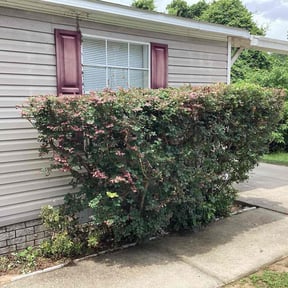 Bush Trimming by Roldan Lawn Services LLC reviewed on July 26, 2025
