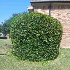 Bush Trimming by Elston Lawn Care reviewed on June 24, 2023