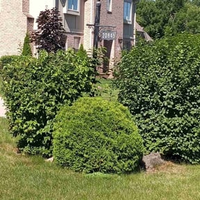 Bush Trimming by Enoe’s gardening and landscaping reviewed on November 7, 2022