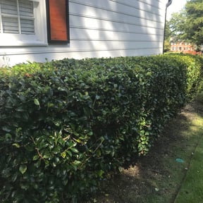Bush Trimming by ULO KNW CLEAN CLEANING SERVICE LLC. reviewed on October 27, 2024