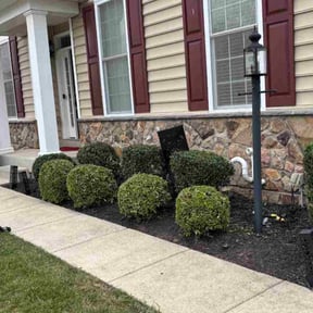 Bush Trimming by AP Landscapers reviewed on September 3, 2024