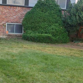 Bush Trimming by NEW CREATION LAWN PROFESSIONALS reviewed on October 20, 2020