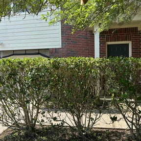 Bush Trimming by R&R (Reasonable and Reliable) lawn services. reviewed on June 2, 2025